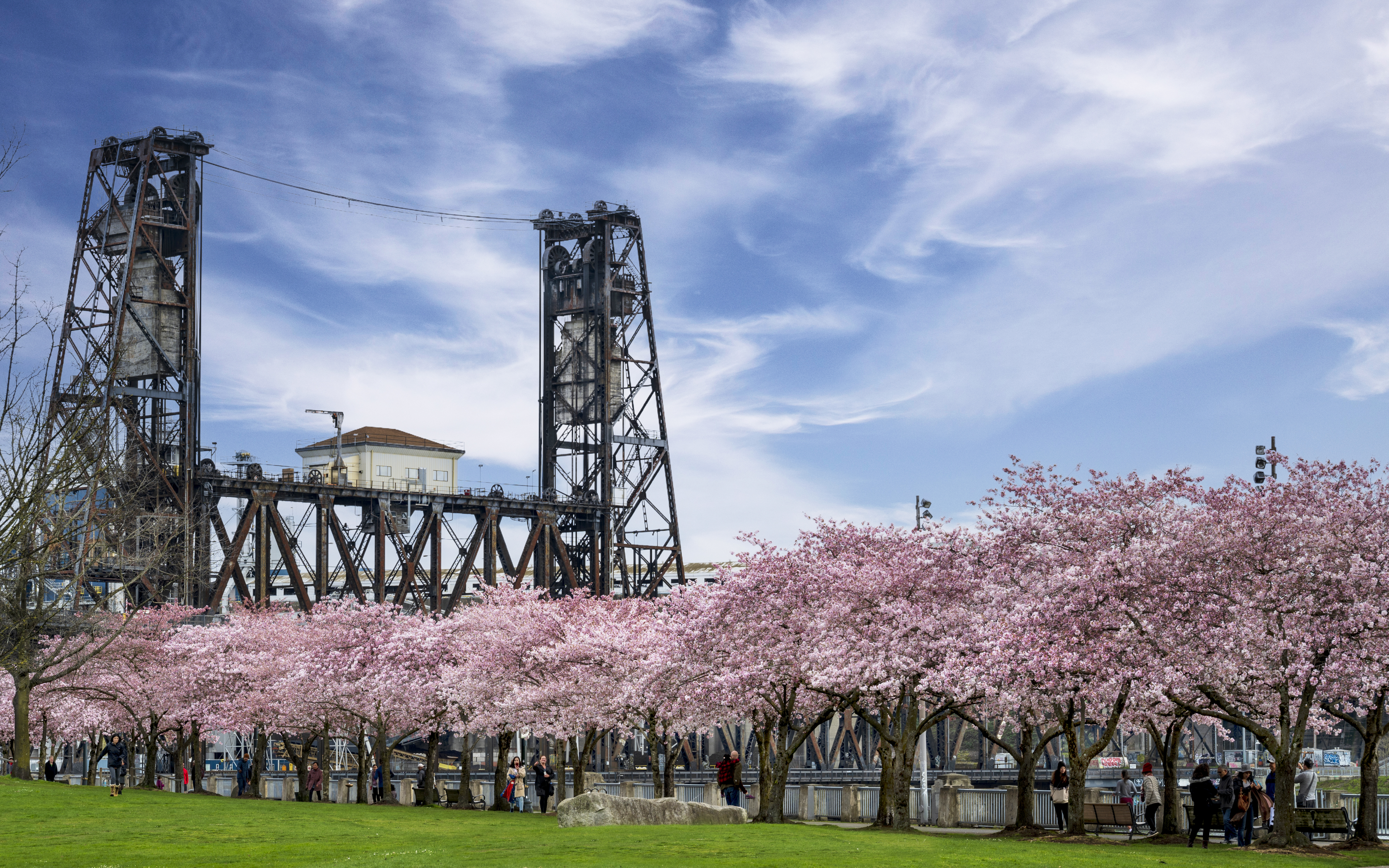 Steel bridge and cherry blossoms