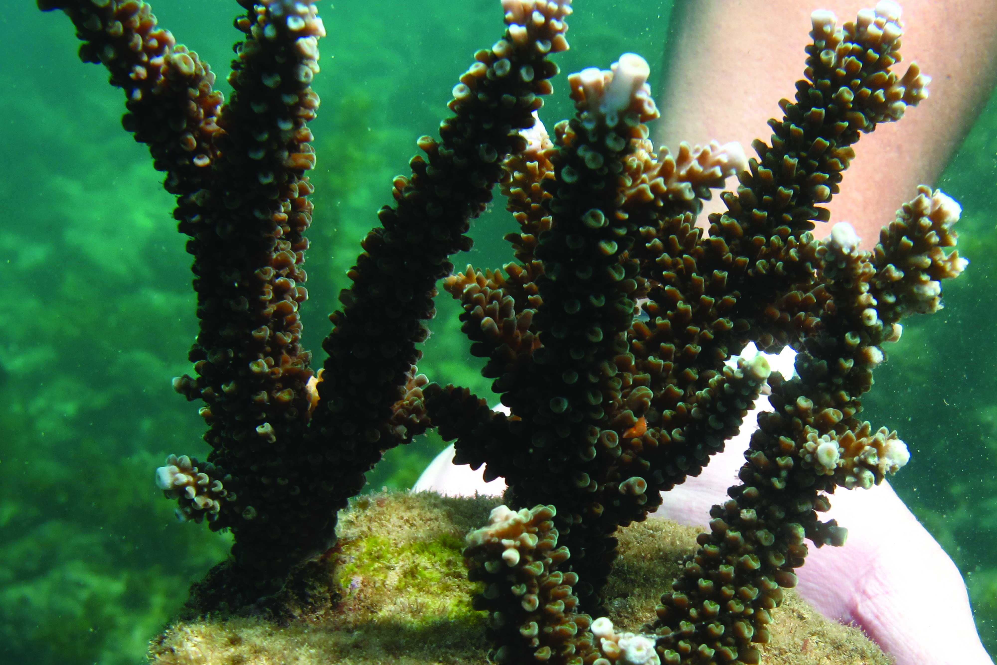 A man planting some coral