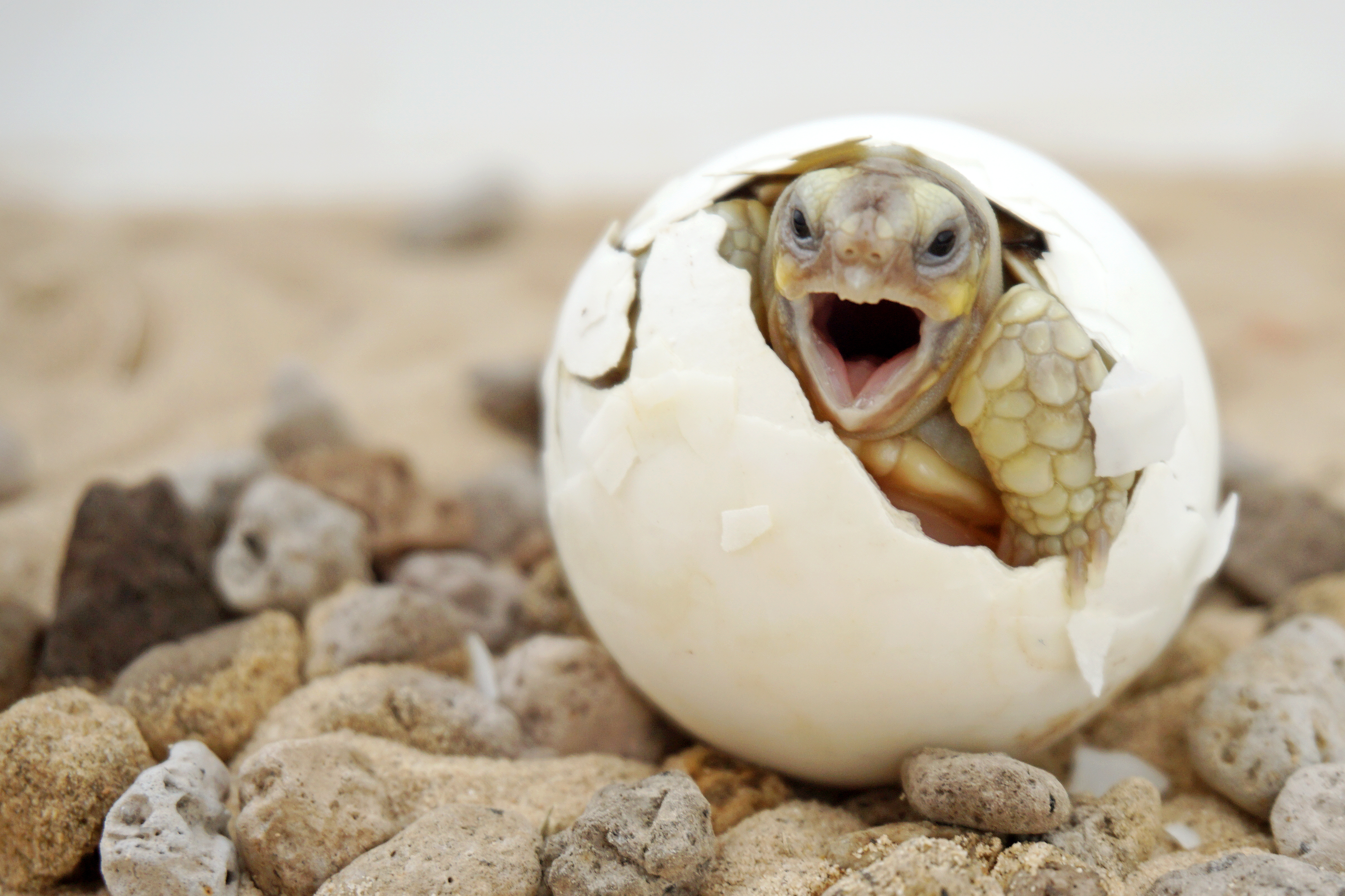 Turtle Hatching from it shell