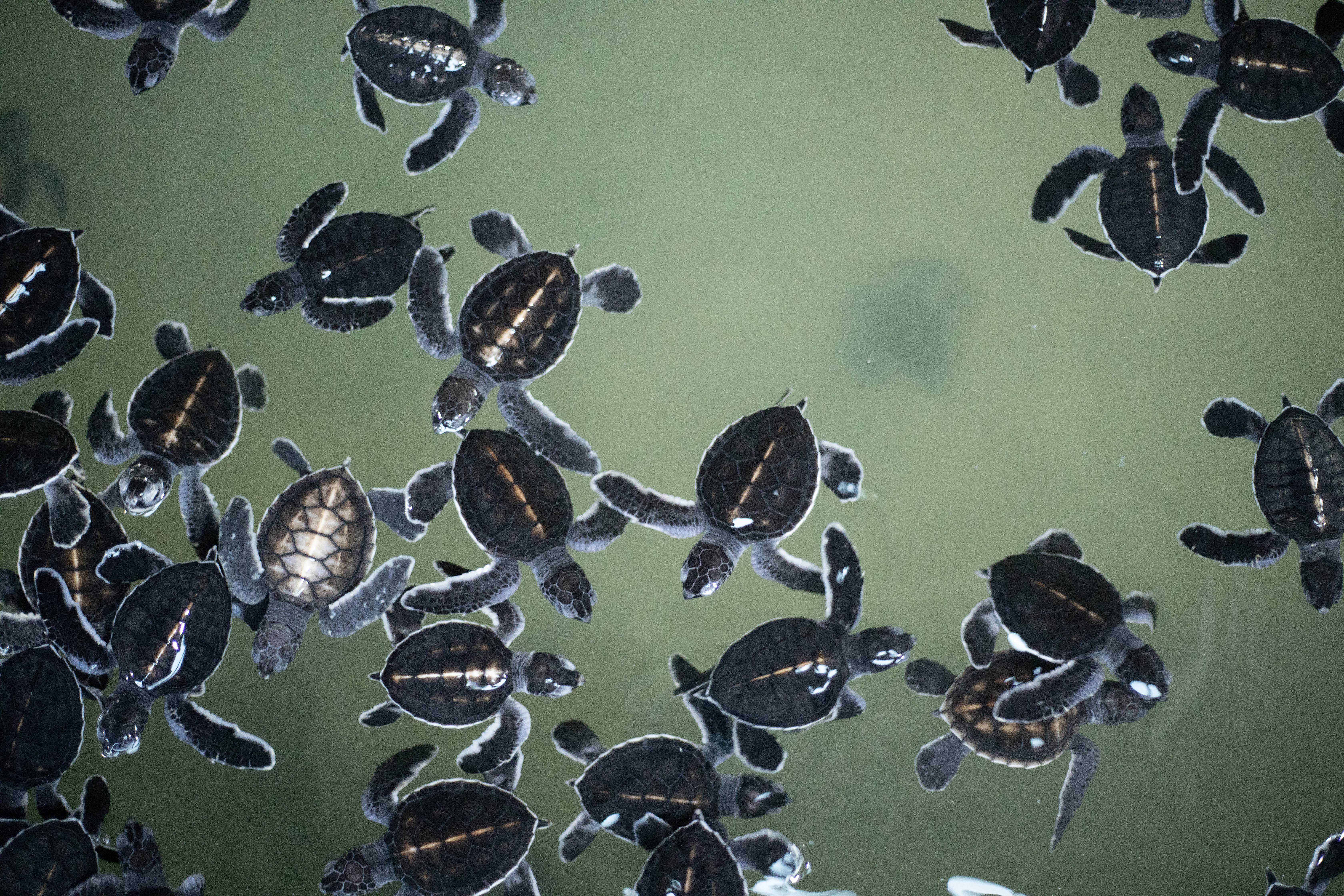 Turtles in a Pool