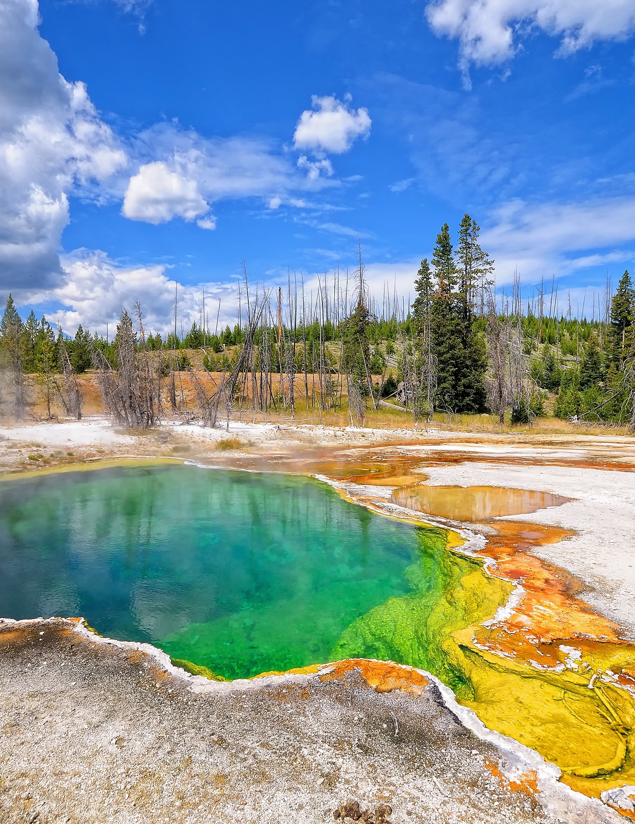 A rainbow-colored geyser surrounded by trees in Yellowstone National Park in Wyoming 