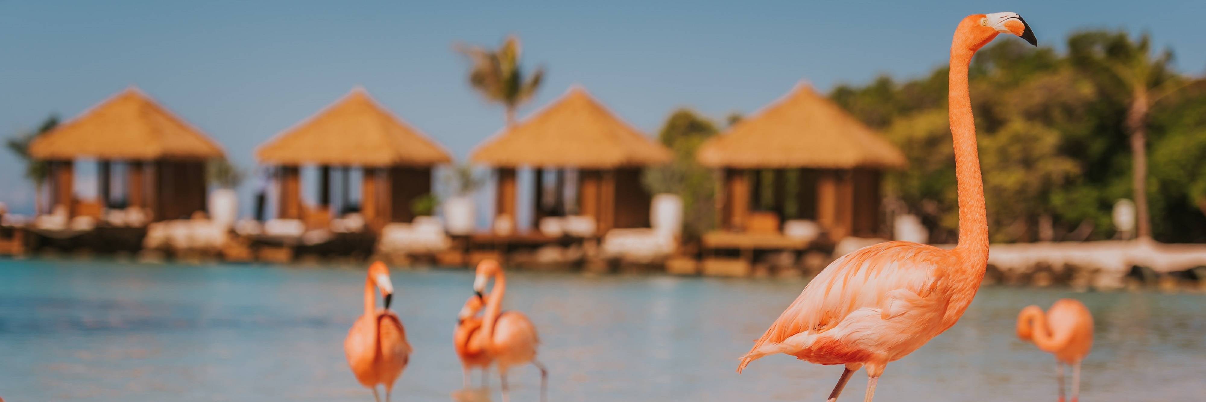 Flamingos on beach