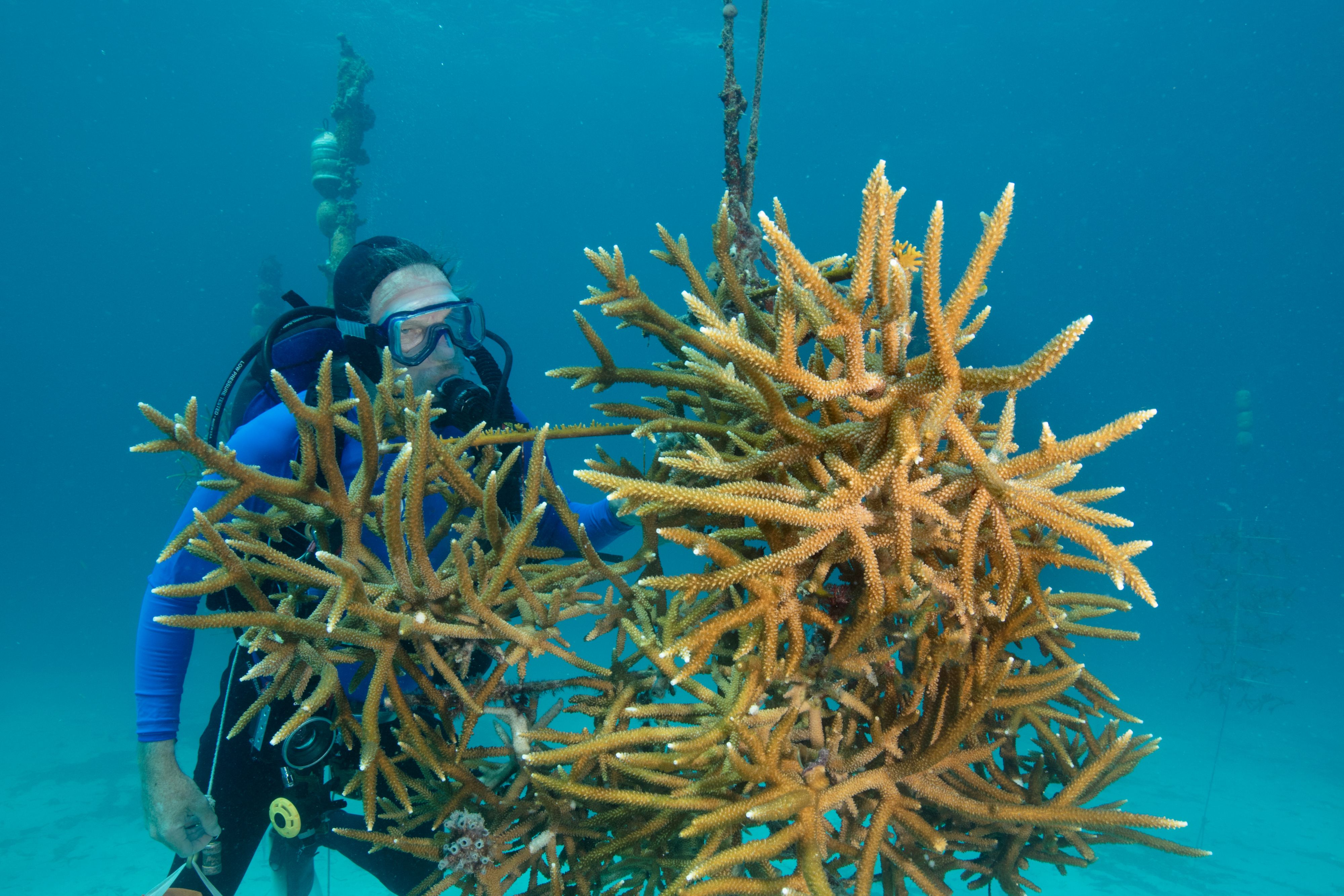 サンゴ群体を調べるスキューバダイバー