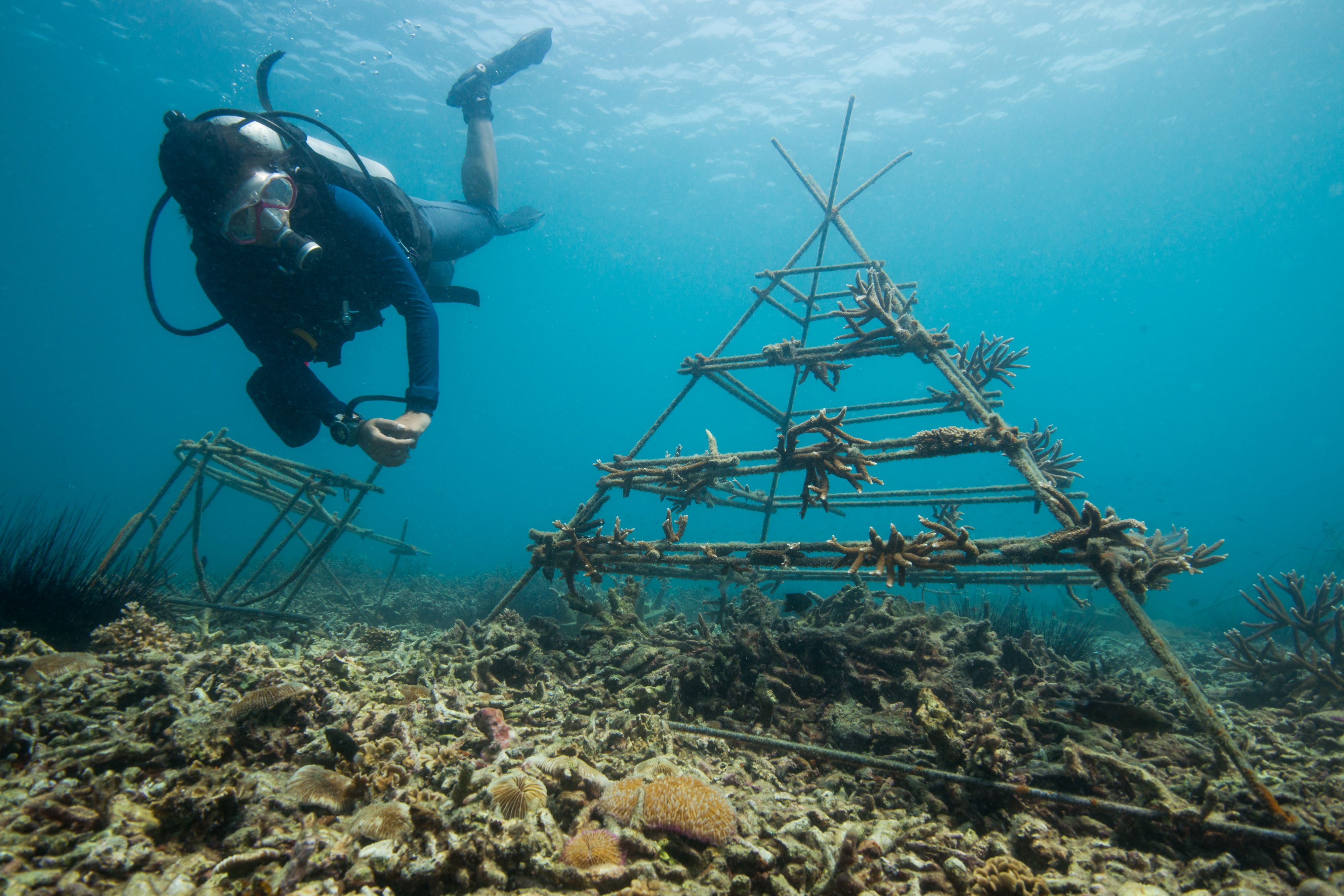 サンゴ基盤に成長するサンゴを調べるスキューバダイバー